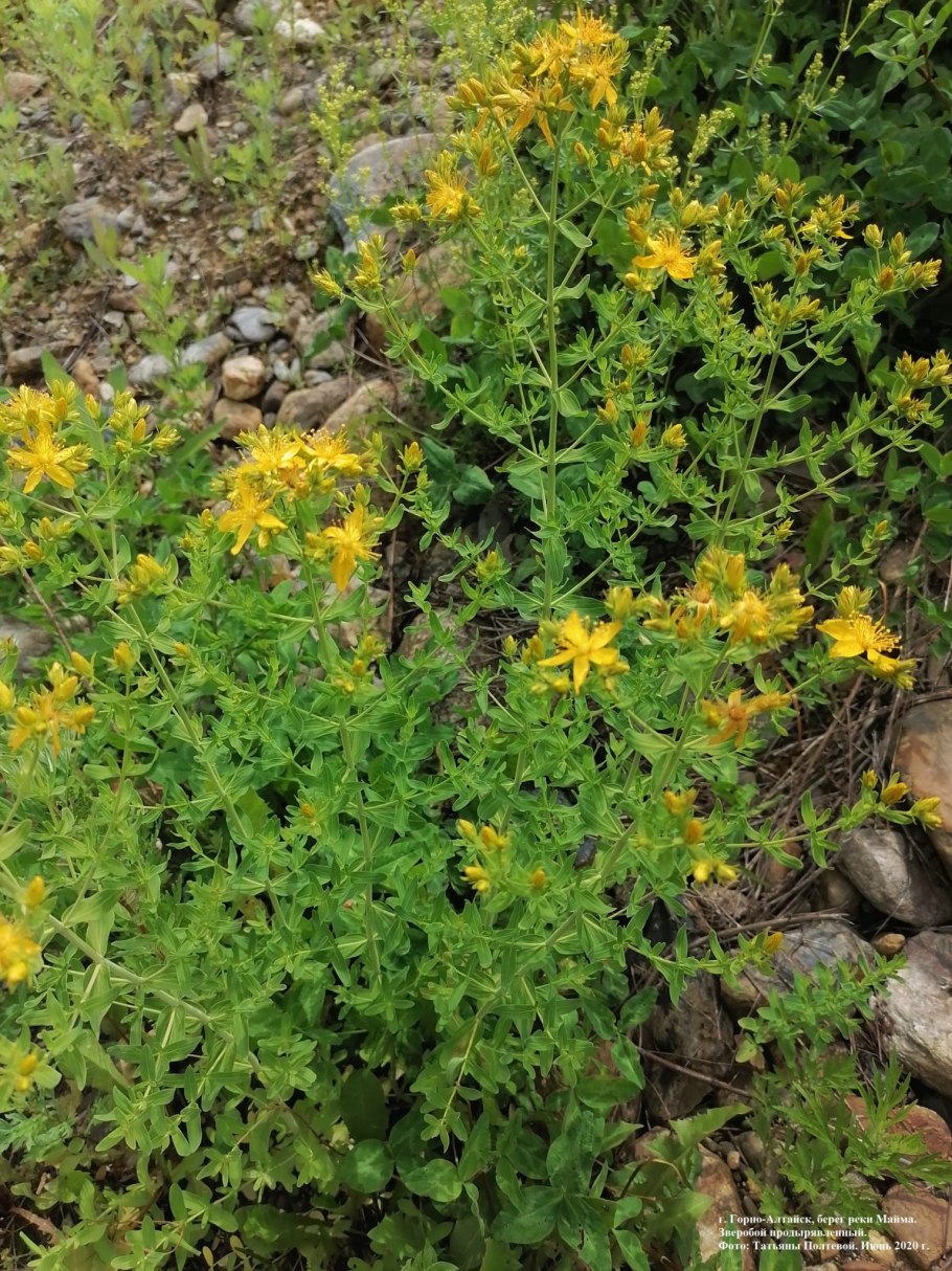 Зверобой Дальневосточный