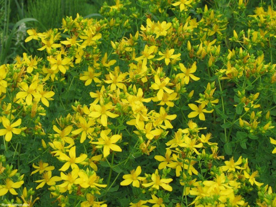 Зверобой лекарственный