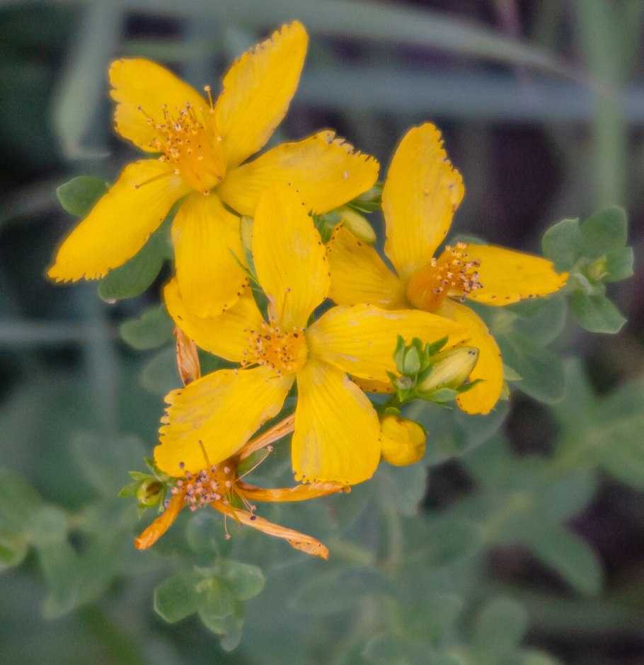 Hypericum densiflorum зверобой густоцветковый