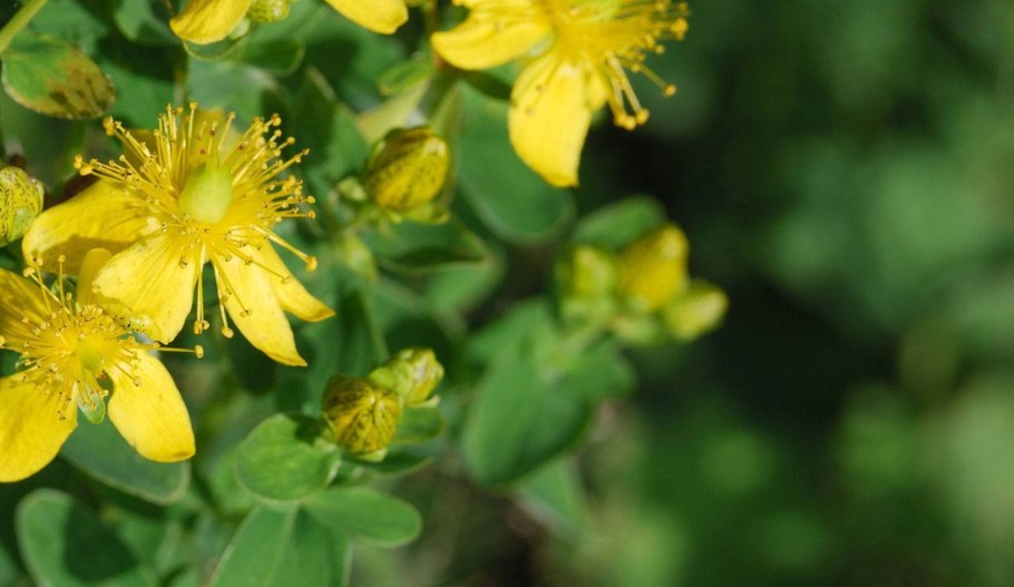 Зверобой продырявленный hypericum perforatum