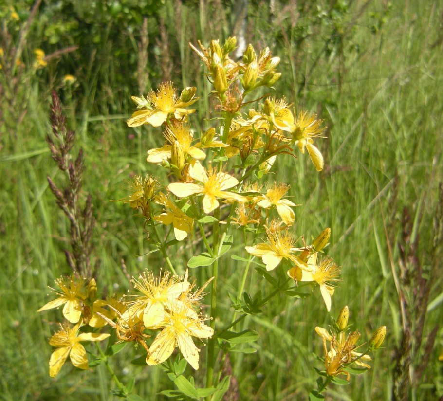 Зверобой продырявленный сорняк