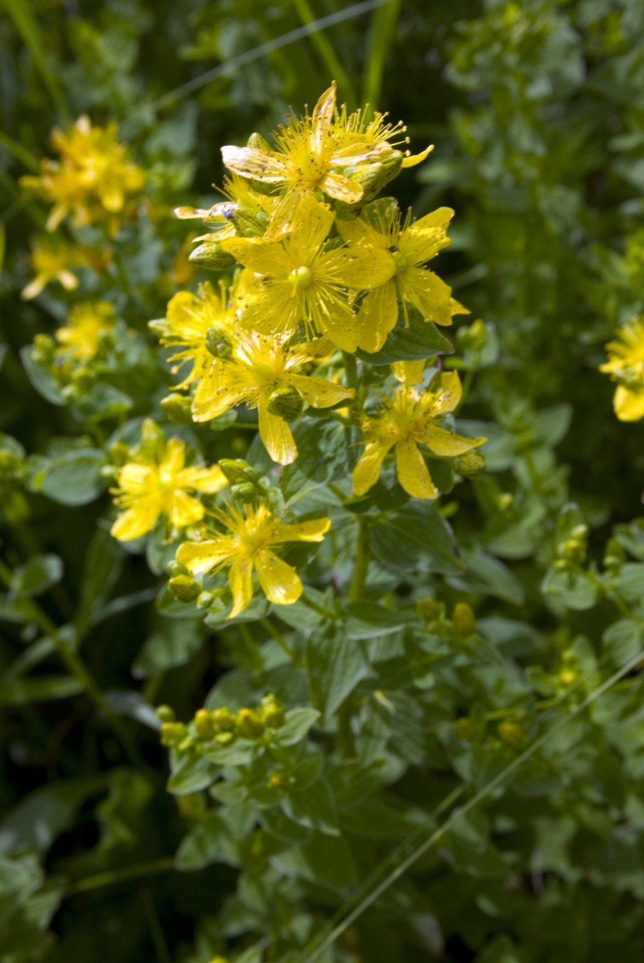 Трава зверобой