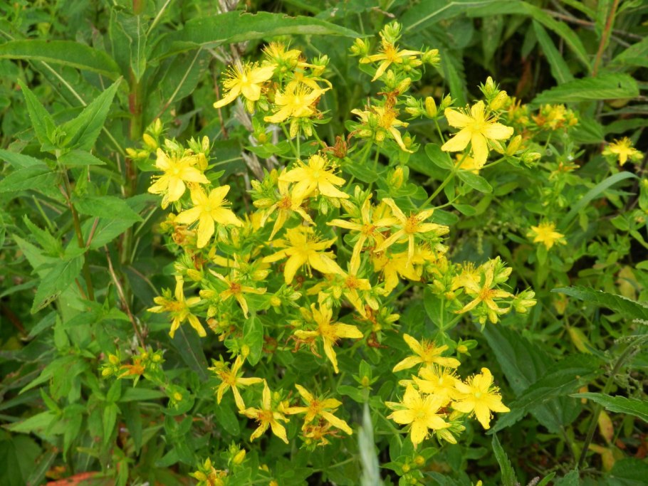 Hypericum perforatum соцветие