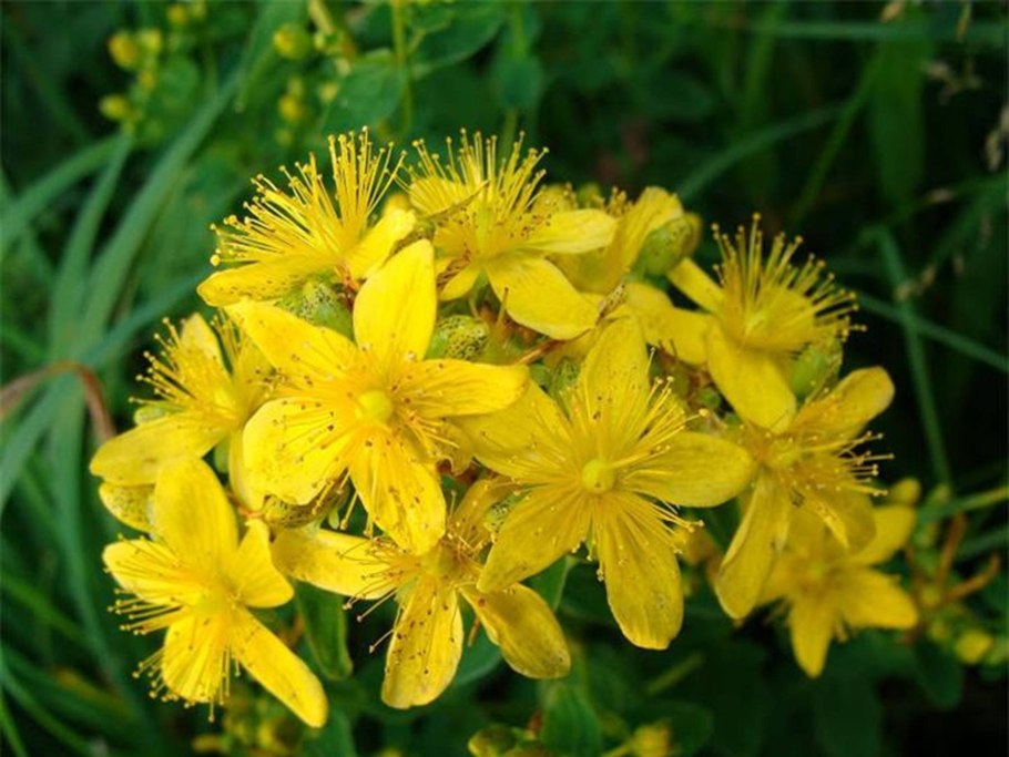 Зверобой Ауреовариегата