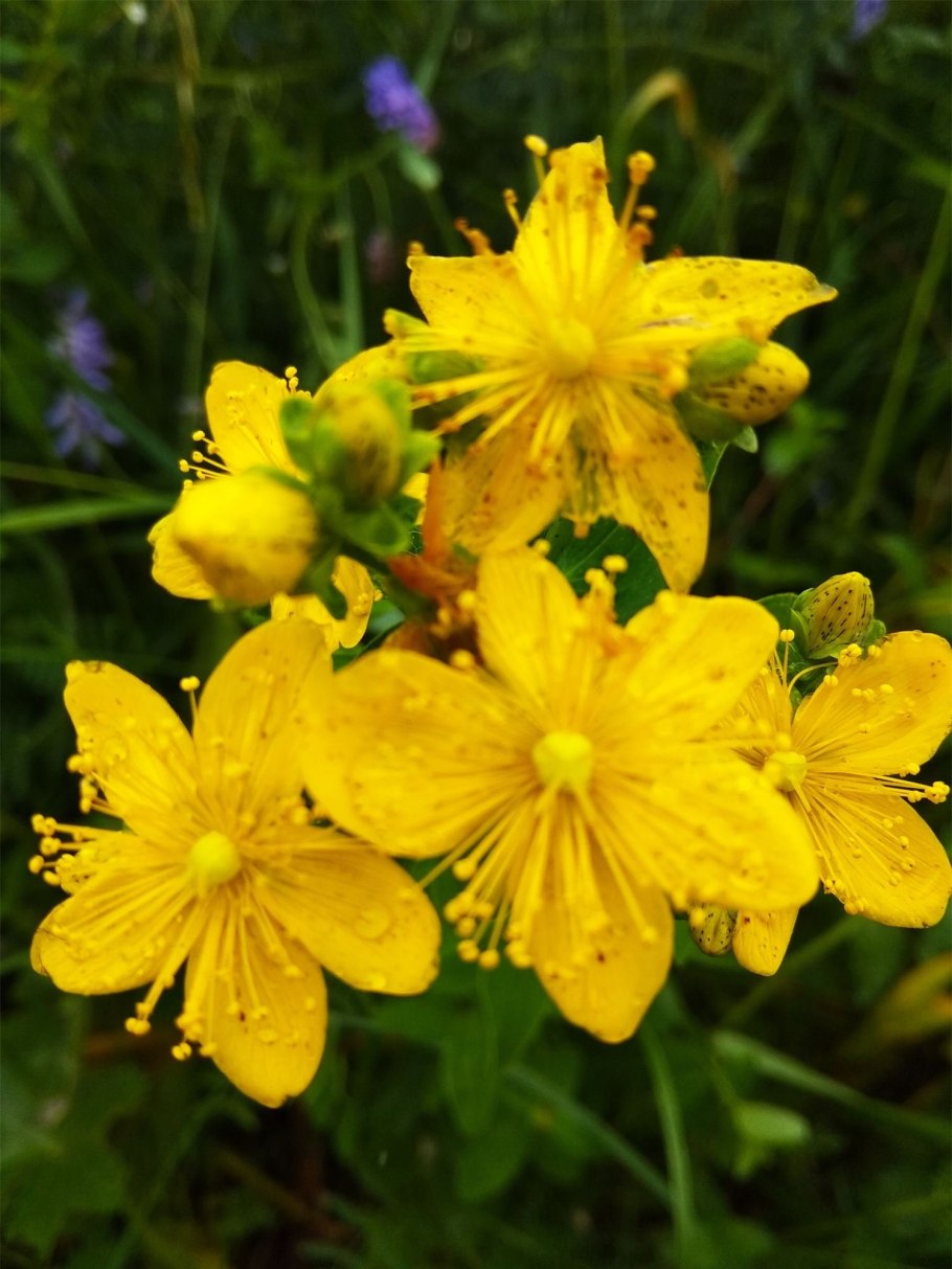 Цветок зверобой