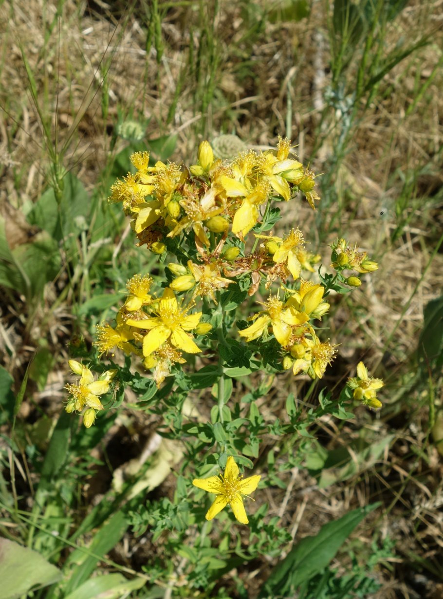 Трава зверобой