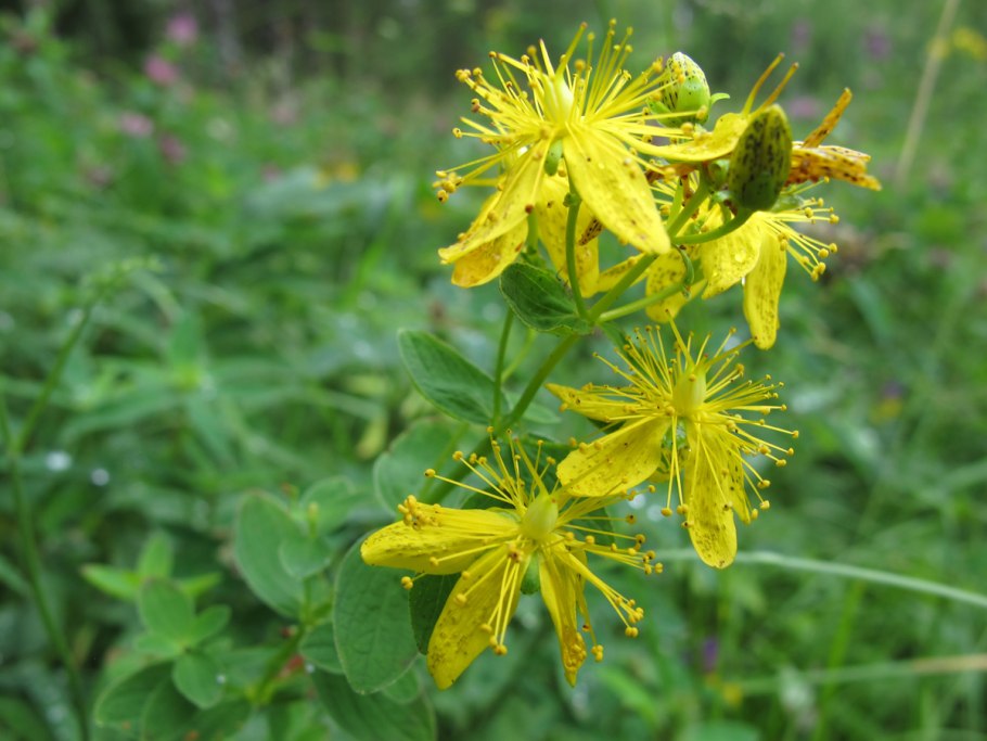 Зверобой луговой