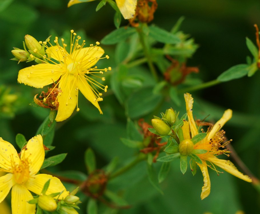 Hypericum montanum