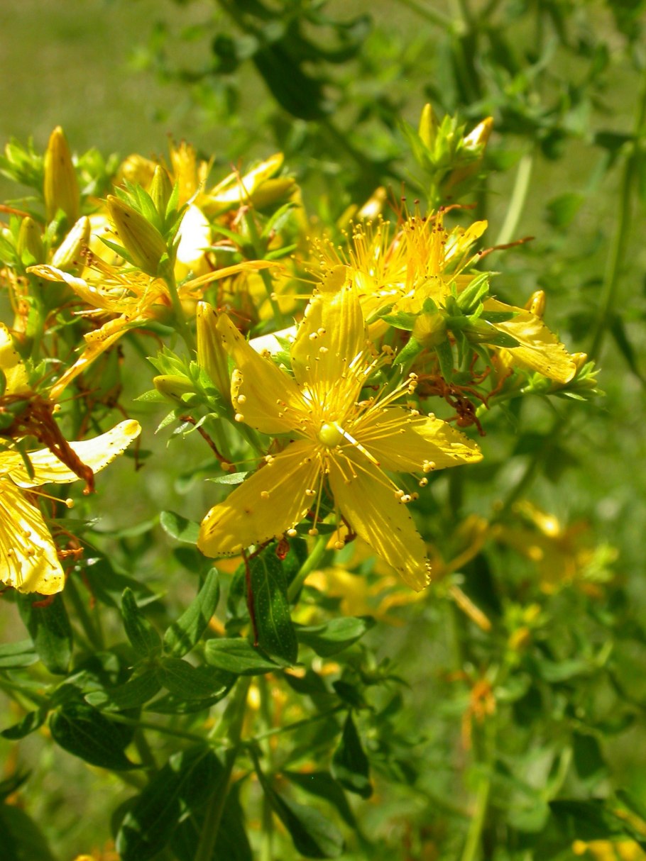 Зверобой горный(hypericum montanum l.)