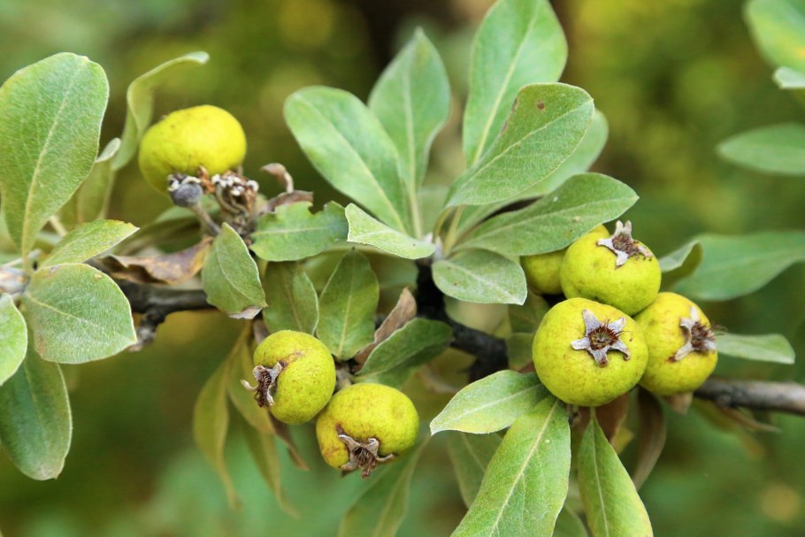 Груша лохолистная плоды