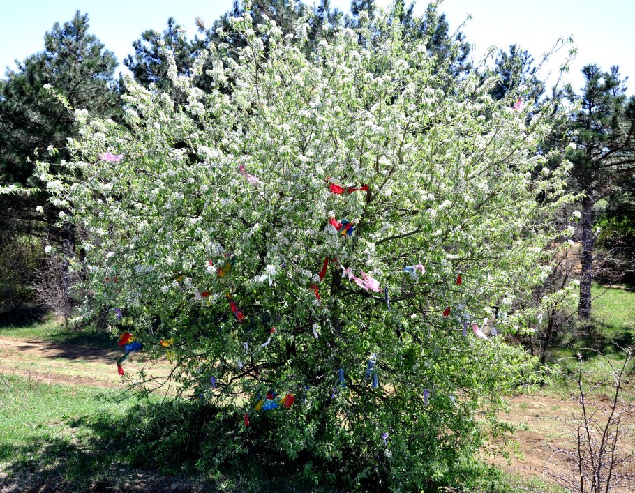 Груша иволистная (Pyrus salicifolia)