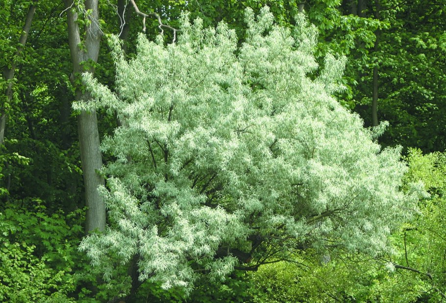 Груша иволистная Пендула