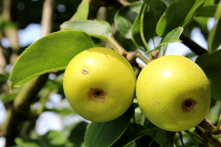 Ива лохолистная Elaeagnus