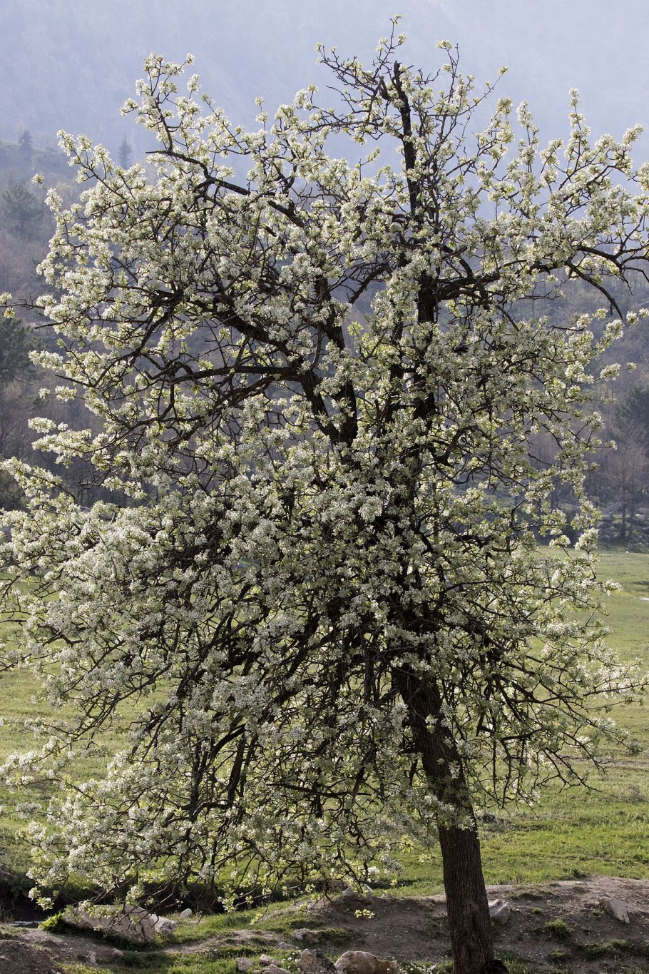 Pyrus elaeagnifolia