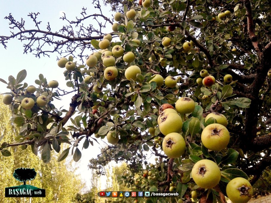Ива лохолистная (Salix Elaeagnus) angustifolia