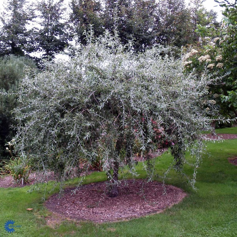 Груша иволистная