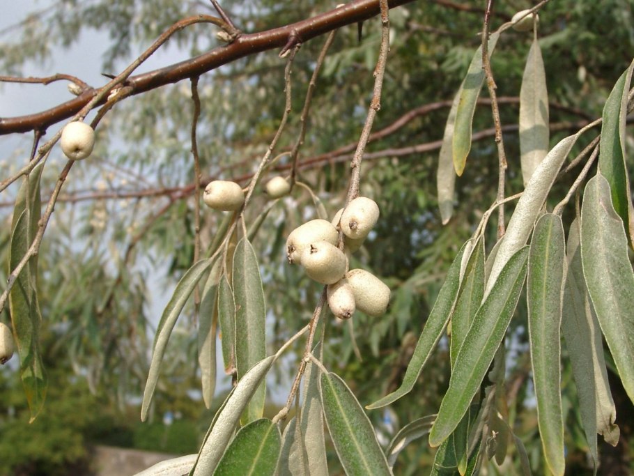 Pyrus pyrifolia Kosui