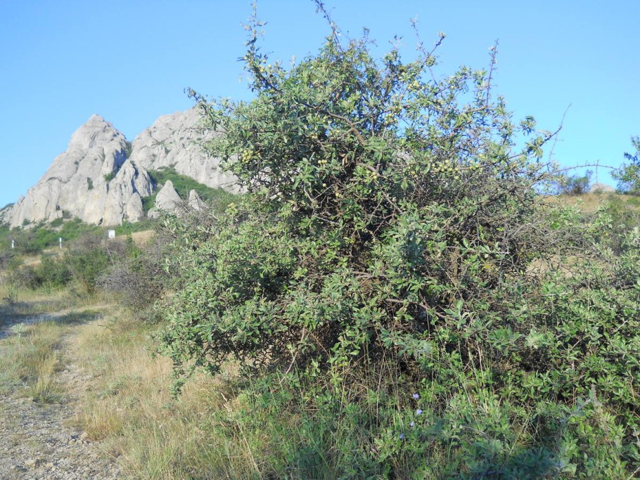 Груша лохолистная дерево