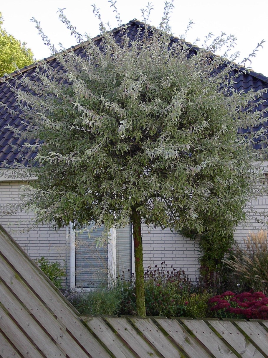 Pyrus Georgica Kuthath