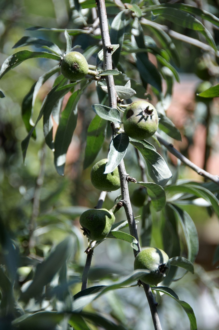 Груша иволистная (Pyrus salicifolia)
