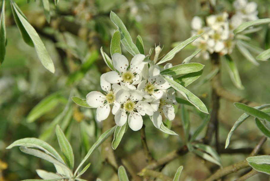 Груша иволистная (Pyrus salicifolia)