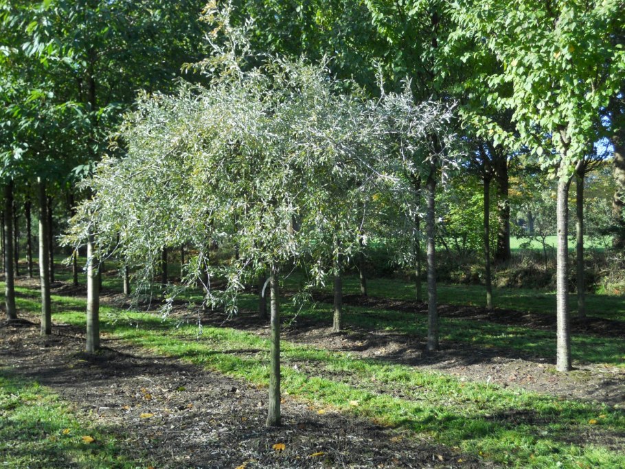 Pyrus salicifolia pendula