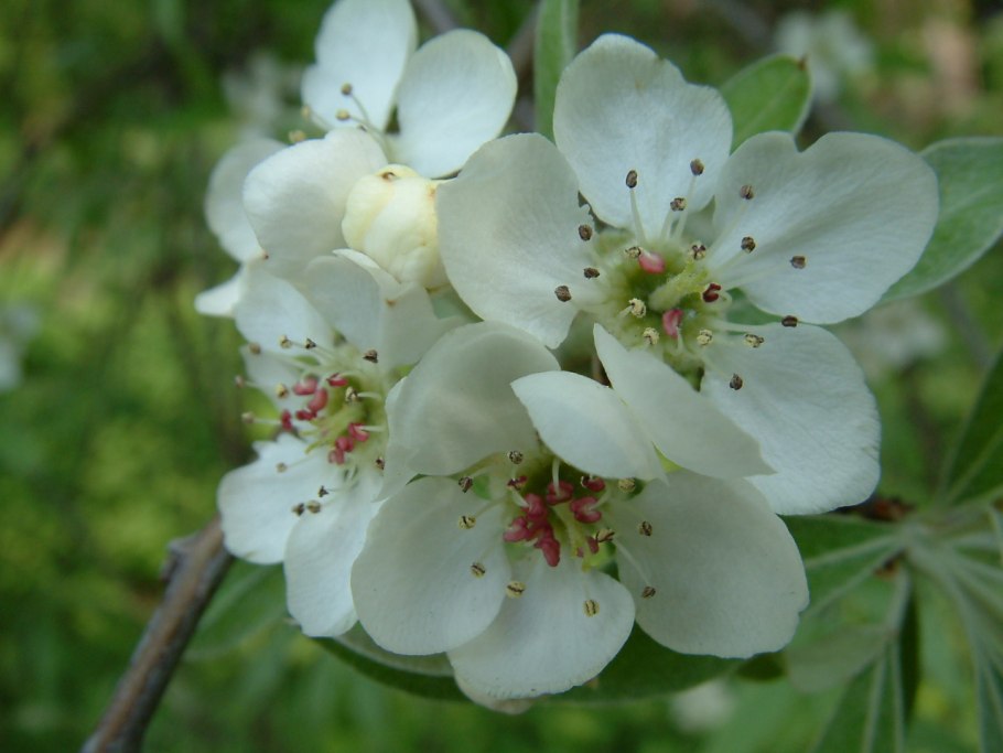 Pyrus salicifolia
