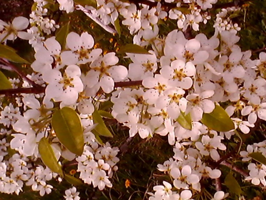 Цветение груши