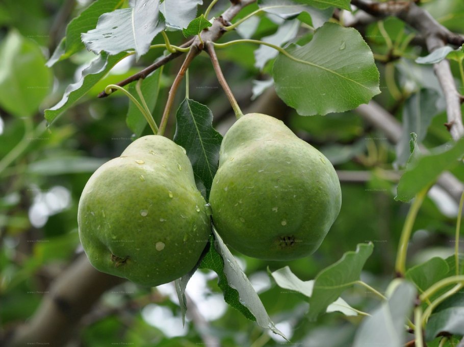 Груша обыкновенная (pyrus communis)