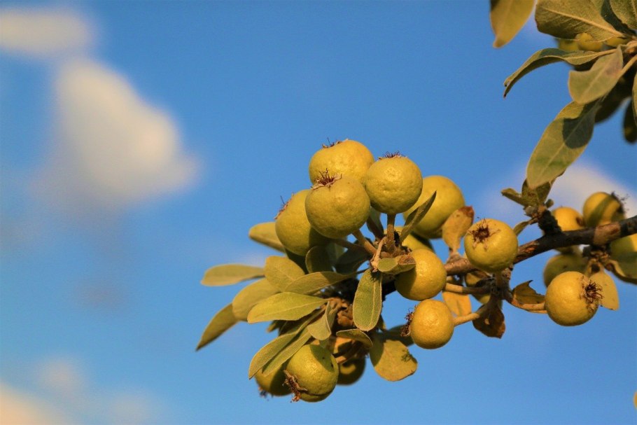 Pyrus elaeagrifolia