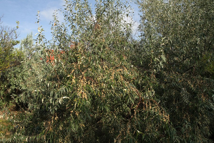 Лох узколистный дикая маслина