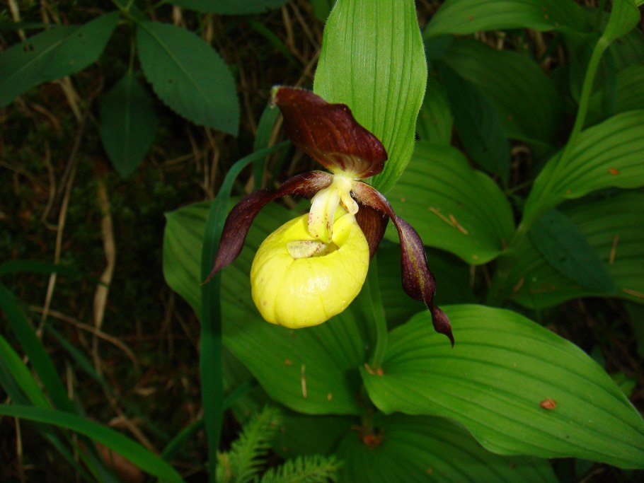 Spiranthes latipholia