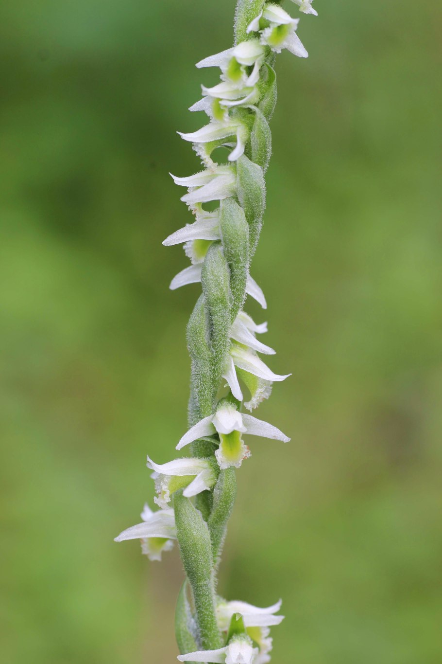 Орхидея Spiranthes odorata