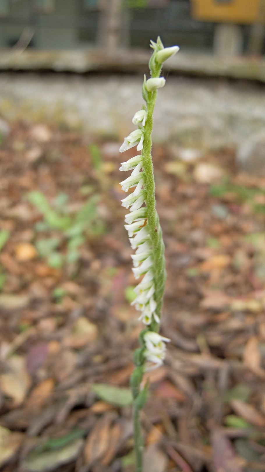 Скрученник душистый