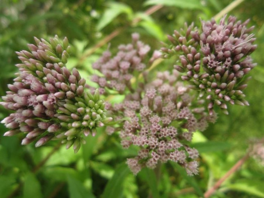 Spiranthes romanzoffiana