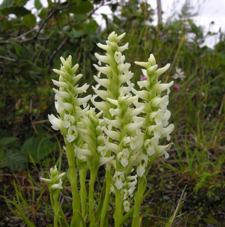 Spiranthes spiralis