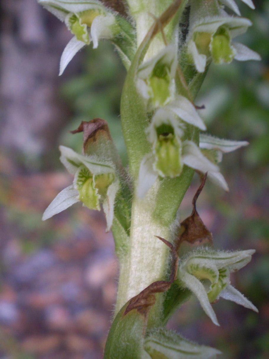 Скрученник китайский Камчатка