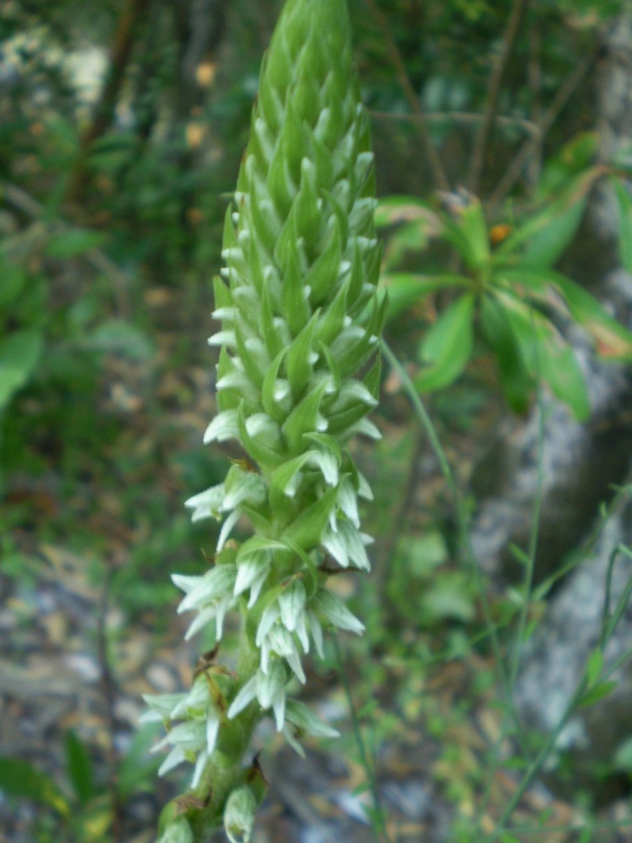 Спирантес спиральный