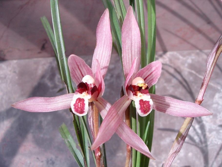 Орхидеи цимбидиум