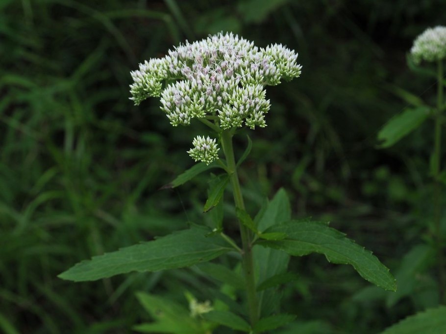 Карбюратор leader pz19jb