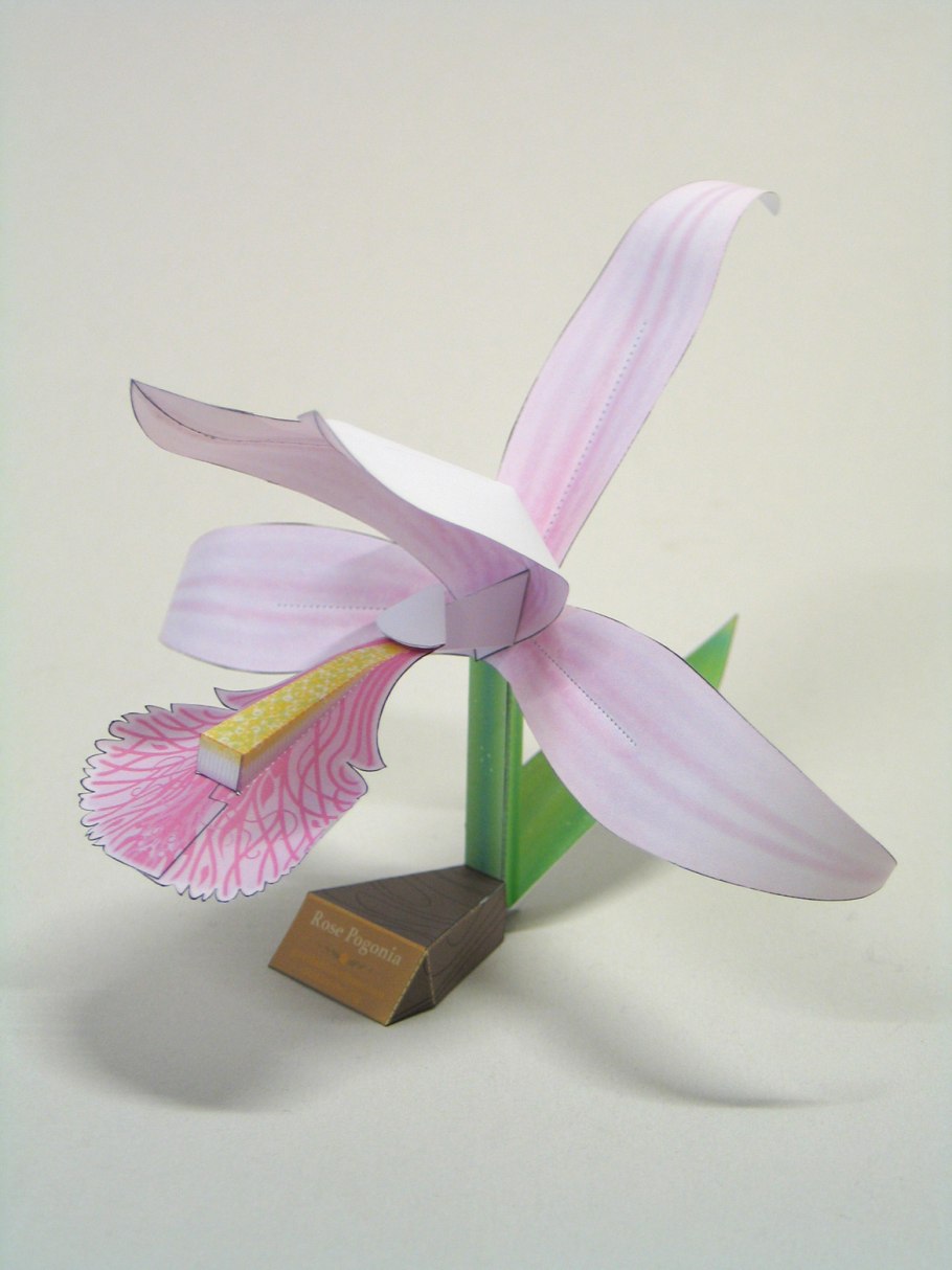 Скрученник (Spiranthes)