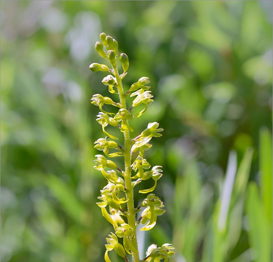Spiranthes cernua