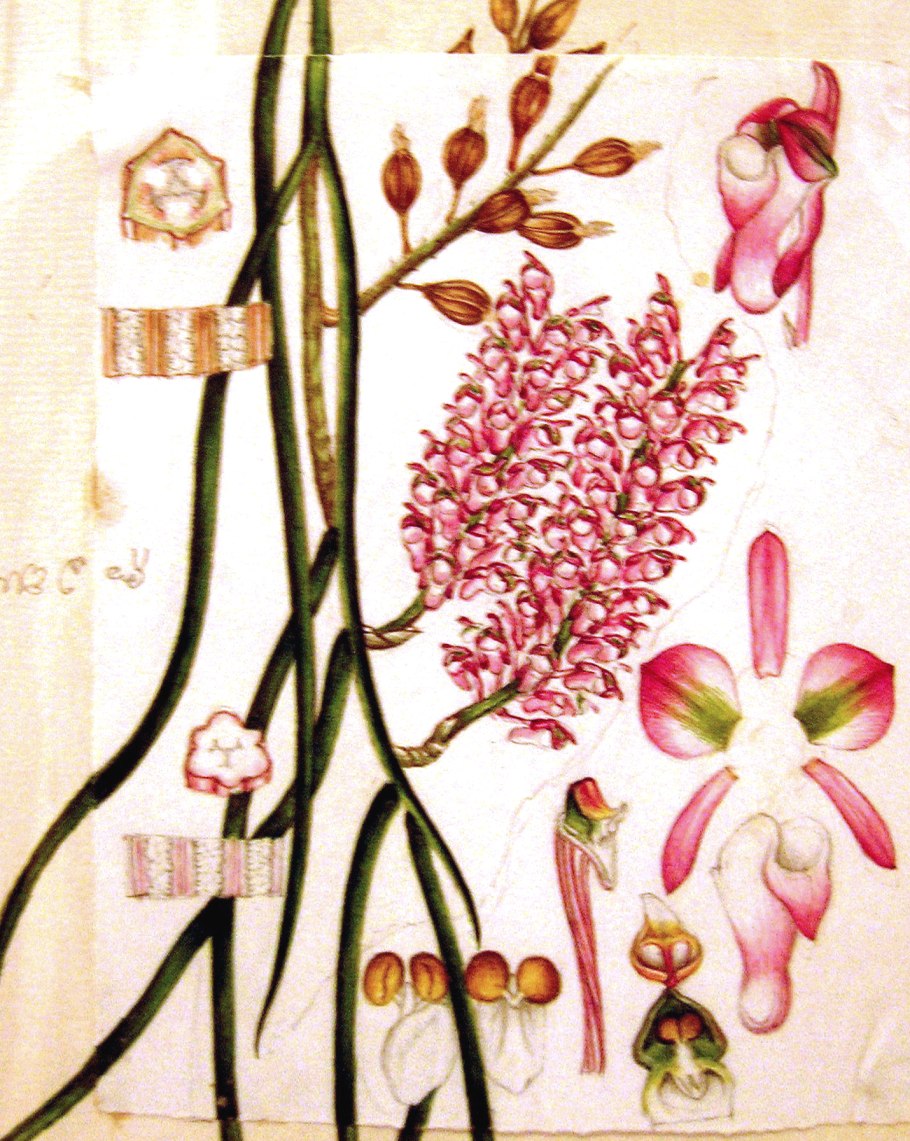 Скрученник спиральный (Spiranthes spiralis )