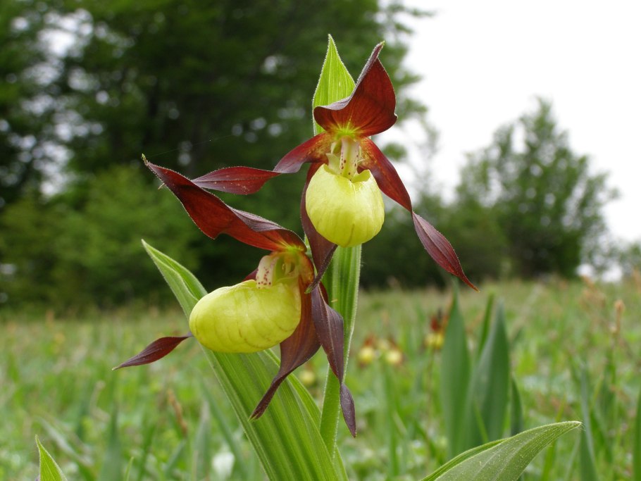 Скрученник (Spiranthes)
