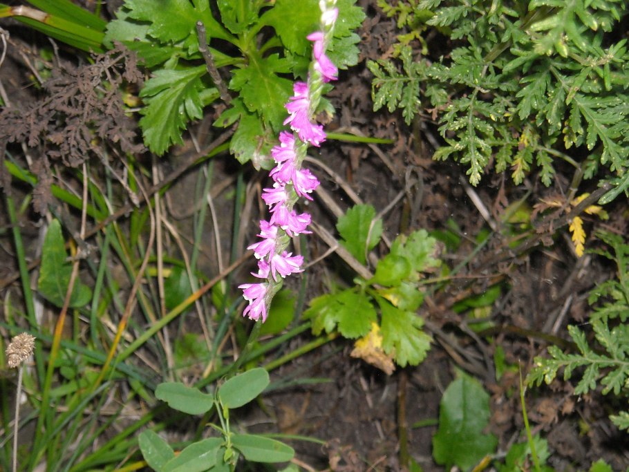 Спирантес спиральный