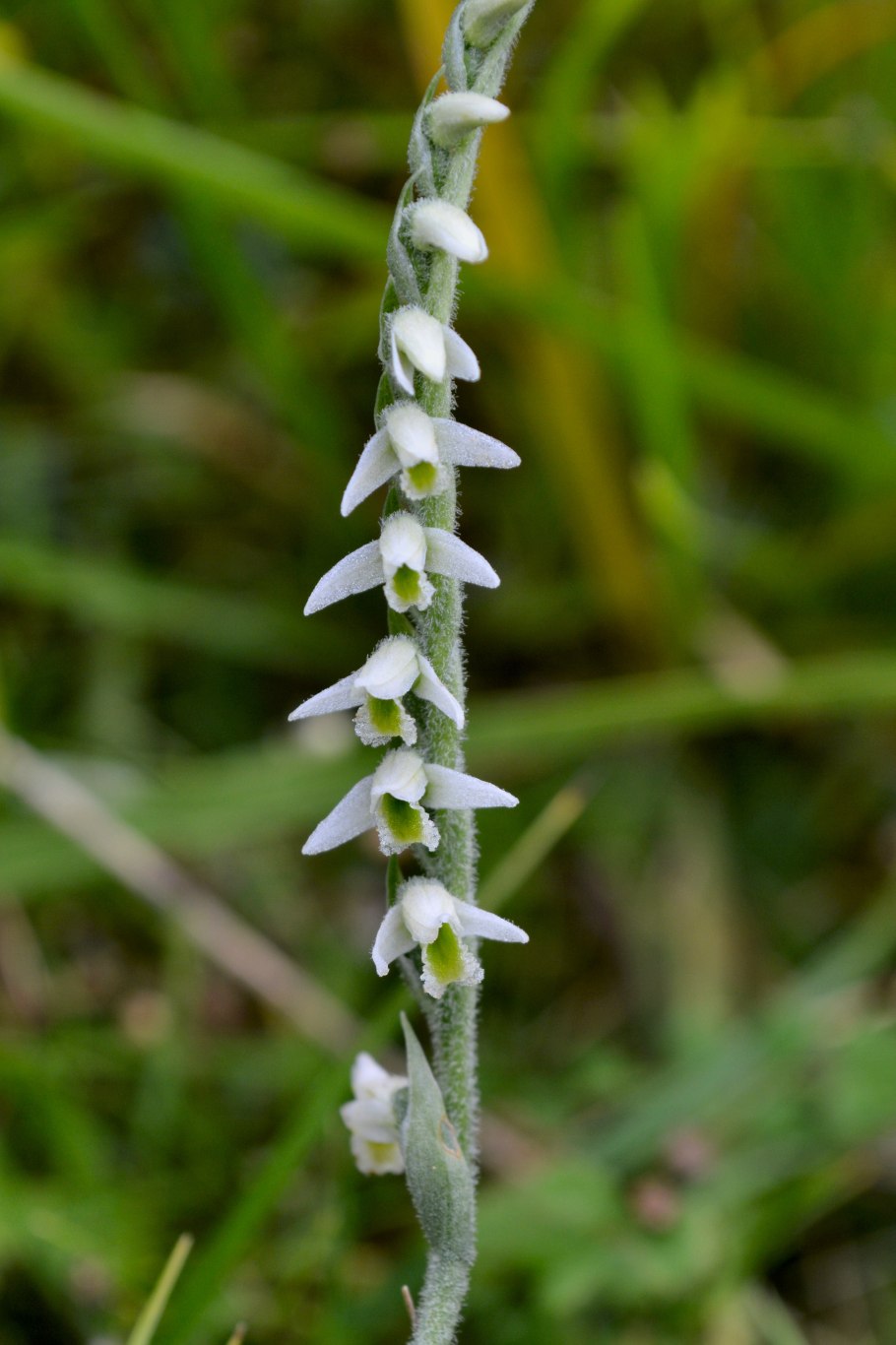 Скрученник китайский Камчатка