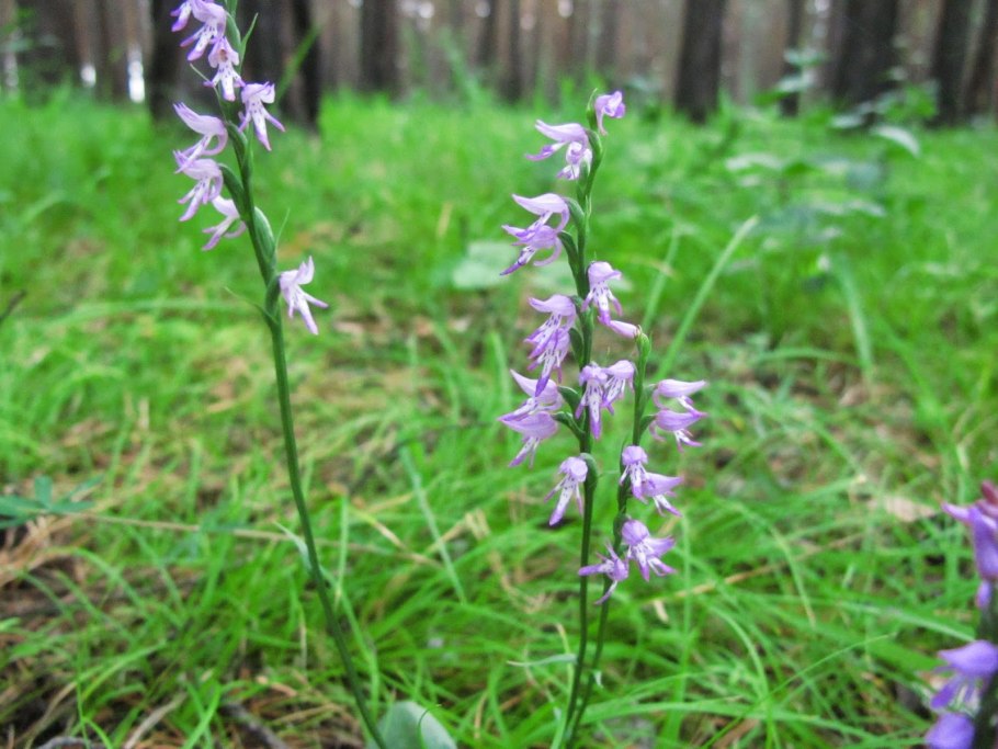Скрученник приятный (Spiranthes Amoena
