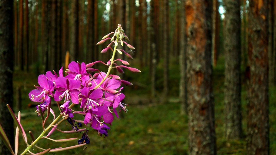 Иван чай узколистный