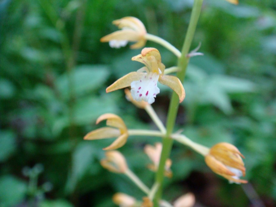Скрученник (Spiranthes)