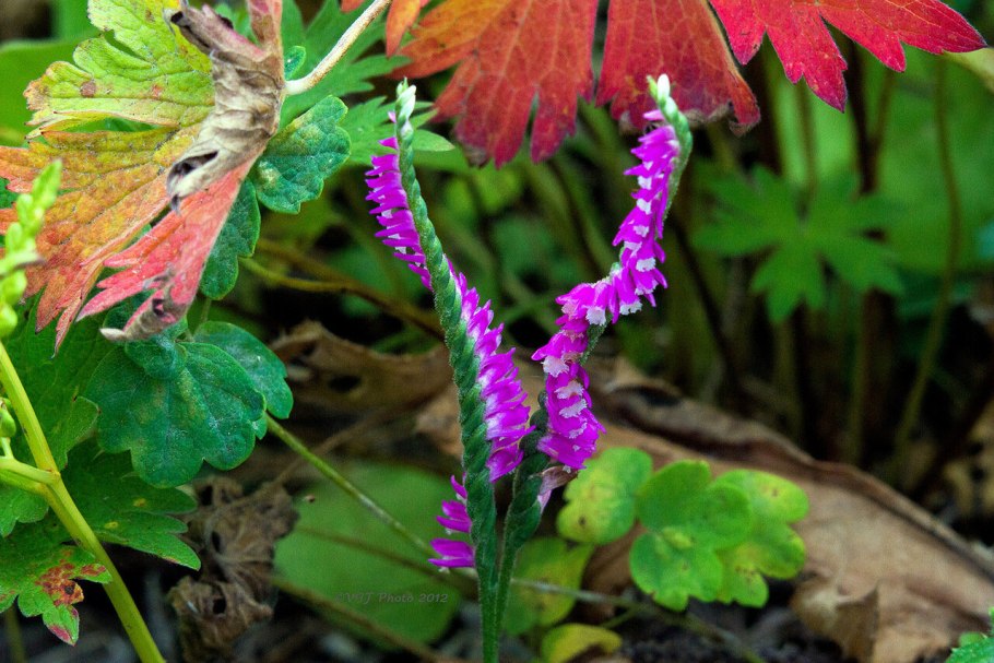 Cyclopogon calophyllus